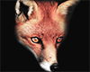Fox Filler