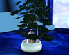 light blue bonsai
