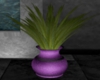 Purple Vase Plant