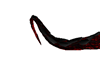 Astarte Tail