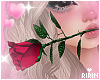Rose in mouth