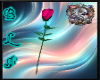 BLF~VDAY Rose 2026