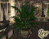 Queen~Plant