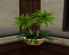 Heavens Rose Palm Plant