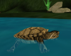 Animated Turtle