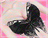 s12 Butterfly