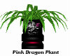 Pink Dragon Plant