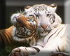 Tiger LOVE