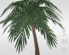 !! Wood Beach Palm