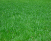 real grass