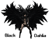 Black Dahlia 3
