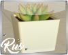 Rus: succulent plant
