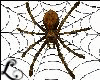 xo*Giant Scary Spider
