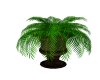 Large Palm Plant 2