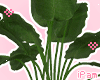 p. plant