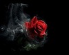 Black Roses EML