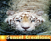 A swimming Tiger