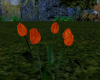 (T)Tulip Orange