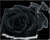 SINGLE BLACK ROSE..