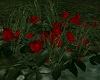 Blood Red BushRose