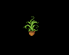 Tiny Aloe Vera Plant