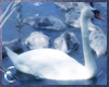 Photo - Swans In Blue