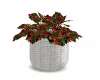 PLANTAS FLORES Y CANASTO