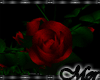 -Mor- Red Roses in Pot