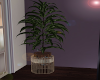 *Villa Sartino Plant*V3