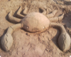 sandbar crab