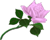 rose-