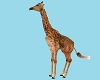 WS  Giraffe