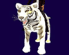 [ICF]White Tiger
