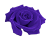 Purple Rose - RUG