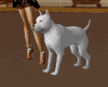 Px White dog animated