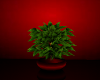 plant red an black pot