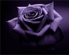 Purple Rose Romance Rug