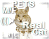 R|C Cozy Cat Pets M/F