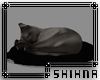 [S]  Sleeping cat