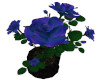 Blue Roses