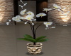 Orchid White Plant