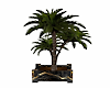copacabana palm plant