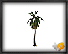(ED1)Coconut palm-AC-2