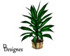 roman plant
