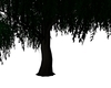 Dark Tree