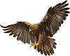 American Eagle 10