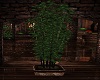 Tall Plant