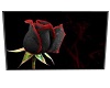 Black and Red Rose