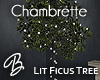 *B* Chambrette Ficus
