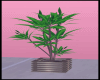 [v3] Plants
